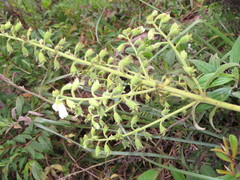 Gloxinia xanthophylla