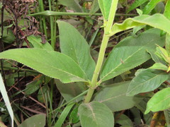 Gloxinia xanthophylla