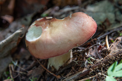 Russula