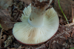 Russula
