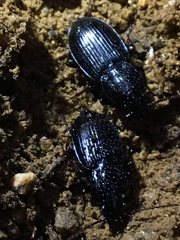 Pterostichus mutus