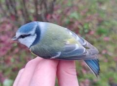 Cyanistes caeruleus caeruleus