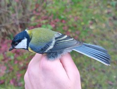 Parus major major