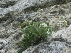 Oxytropis dasypoda