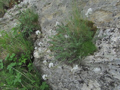 Oxytropis dasypoda