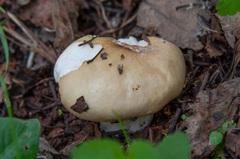 Russula
