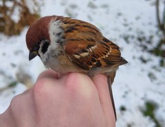 Passer montanus montanus