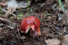Russula