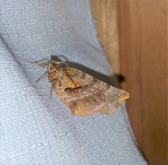 Selenia alciphearia