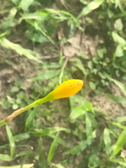 Zephyranthes citrina