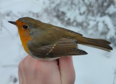 Erithacus rubecula rubecula