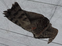 Accipiter nisus nisus