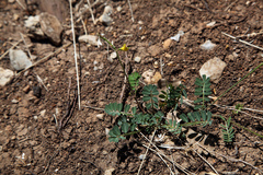 Securigera securidaca