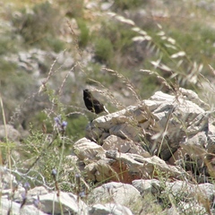 Oenanthe leucura