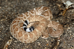 Crotalus ruber ruber