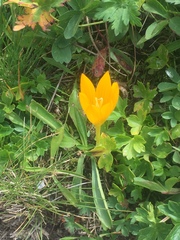 Crocus scharojanii