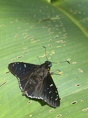 Apyrrothrix maculosa