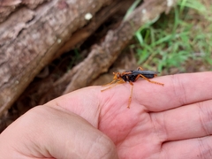 Proagonistes