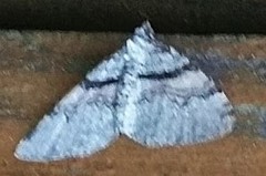 Xanthorhoe labradorensis