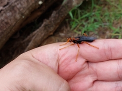 Proagonistes