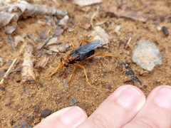 Proagonistes