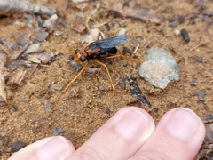 Proagonistes