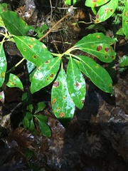 Diaporthe kalmiae
