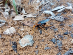 Proagonistes