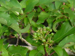 Cornus foemina