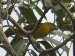 Euphonia laniirostris