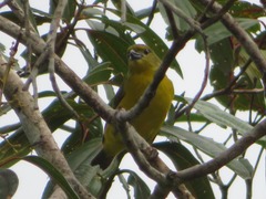 Euphonia laniirostris