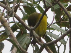 Euphonia laniirostris