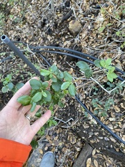 Ribes viburnifolium