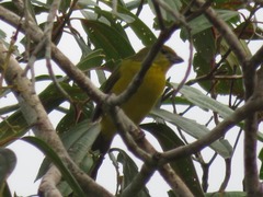 Euphonia laniirostris