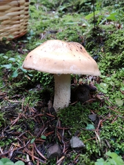 Pudorini
