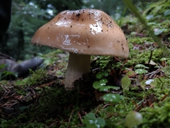 Pudorini