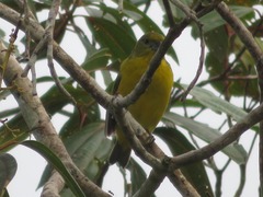 Euphonia laniirostris