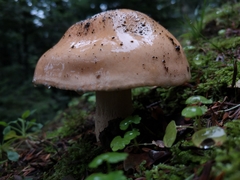 Pudorini