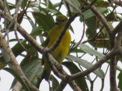 Euphonia laniirostris