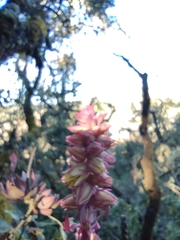 Echeveria rosea
