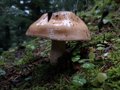 Pudorini