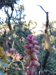Echeveria rosea