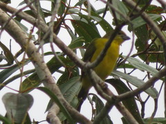Euphonia laniirostris