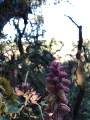 Echeveria rosea