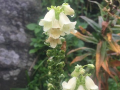 Digitalis ciliata