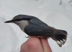 Sitta europaea europaea