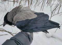 Corvus cornix cornix