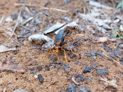 Proagonistes