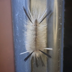 Halysidota tessellaris