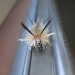 Halysidota tessellaris